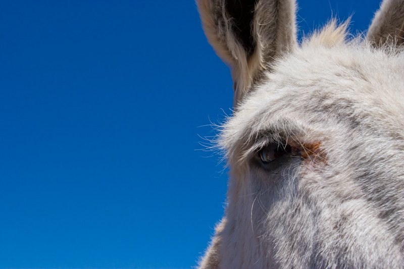 Burro Eye Detail